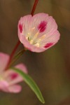 Herald-of-Summer blossom detail