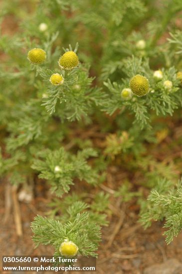 Matricaria discoidea (M. matricarioides)