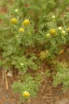 Pineapple Weed