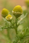 Pineapple Weed blossoms & foliage extreme detail