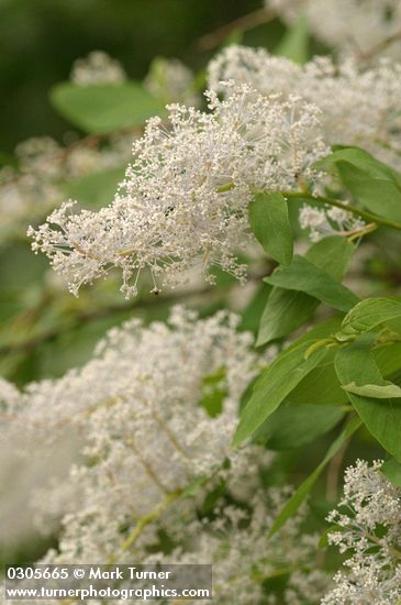 Ceanothus integerrimus