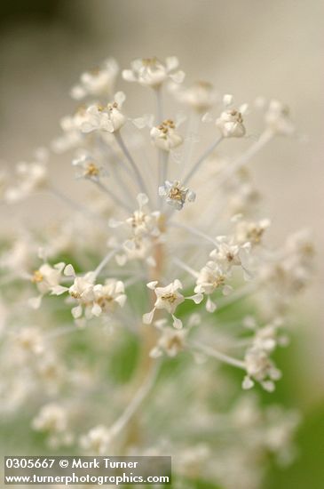 Ceanothus integerrimus