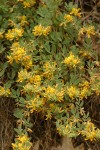 Nevada Deer-vetch