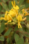 Nevada Deer-vetch blossoms & foliage detail