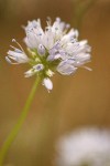 Blue Field Gilia blossoms detail