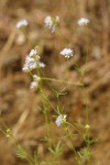 Blue Field Gilia