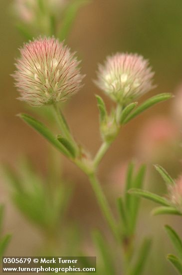 Trifolium arvense