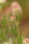 Hare's-foot Clover blossoms detail