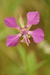 Common Clarkia blossom extreme detail