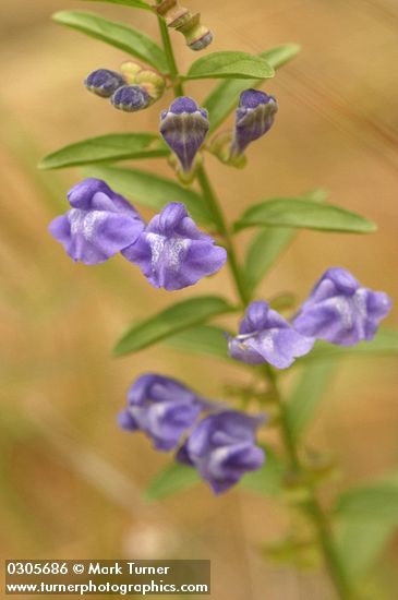 Scutellaria angustifolia