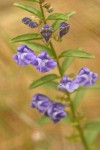 Narrow-leaf Skullcap