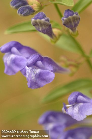 Scutellaria angustifolia