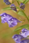 Narrow-leaf Skullcap blossoms detail