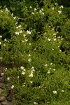 Mock Orange