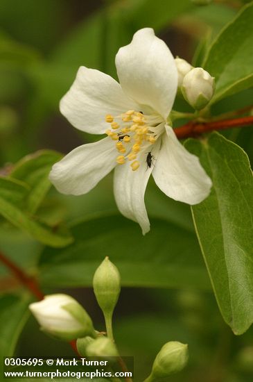 Philadelphus lewisii