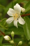 Mock Orange blossom & foliage detail