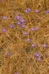 Harvest Brodiaea among dry grasses