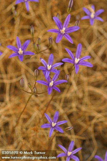 Brodiaea coronaria