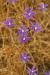 Harvest Brodiaea blossoms