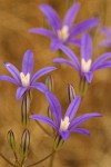 Harvest Brodiaea blossoms detail