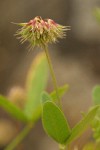 Tree Clover blossoms & foliage detail