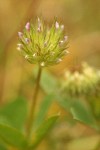 Tree Clover blossoms detail