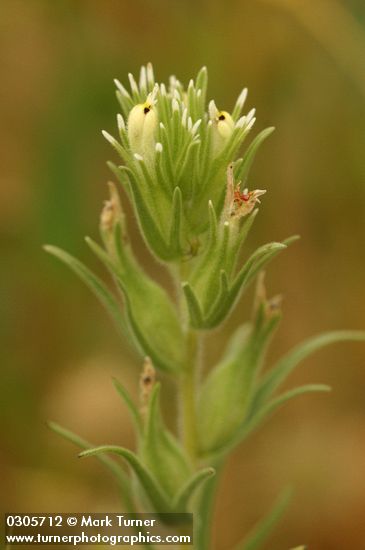 Castilleja attenuata (Orthocapus attenuatus)