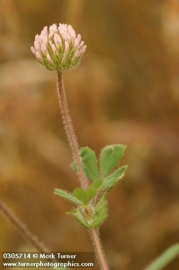 Trifolium microcephalum