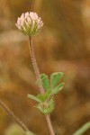 Small-head Clover