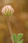 Small-head Clover blossom & foliage detail