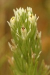 Narrow-leaf Owl Clover blossoms & bracts detail