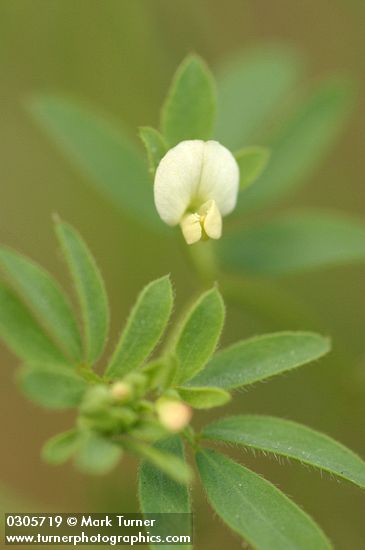 Lotus micranthus