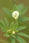 Small-flowered Deer Vetch blossom & foliage detail