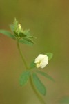 Small-flowered Deer Vetch blossom & foliage detail