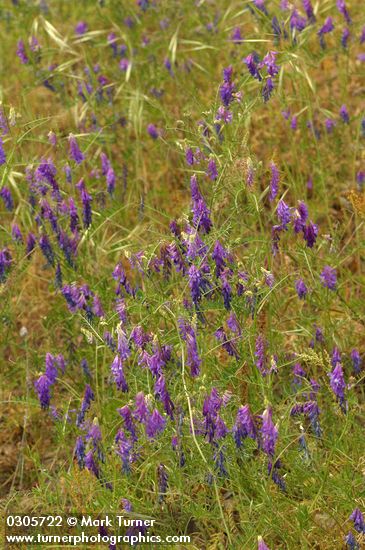 Vicia villosa