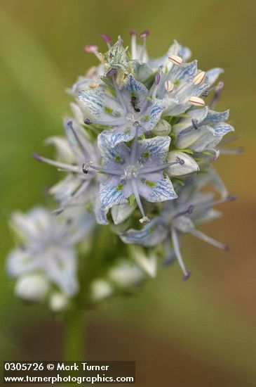 Frasera albicaulis