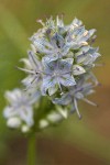 Columbia Frasera blossoms detail