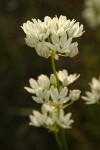 Hyacinth Cluster Lily blossoms