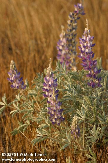 Lupinus aridus ssp. aridus (L. lepidus var. aridus)