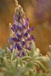 Desert Lupine blossoms & foliage detail in early morning light