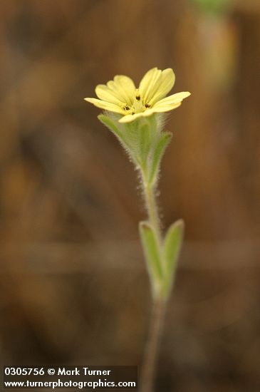 Madia citriodora