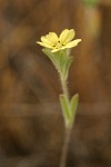 Lemon-scented Tarweed blossom & foliage detail