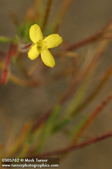 Camissonia contorta (Oenothera contorta)