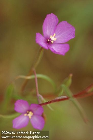 Clarkia gracilis