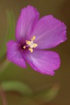 Slender Godetia blossom detail