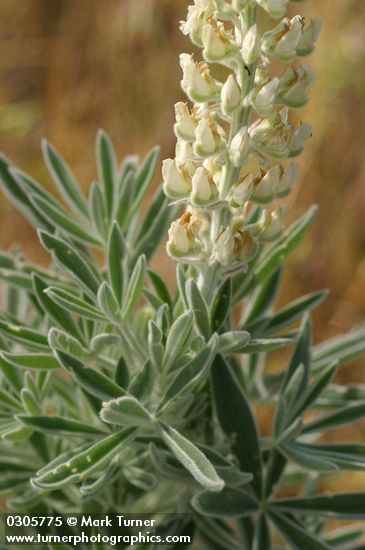 Lupinus leucophyllus