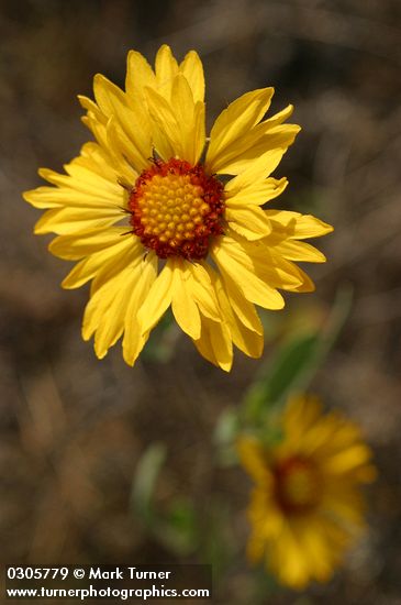 Gaillardia aristata