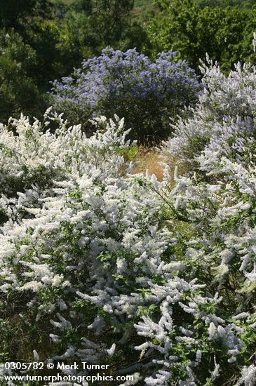 Ceanothus integerrimus