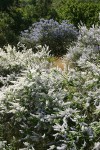 Deer Brush white & blue forms