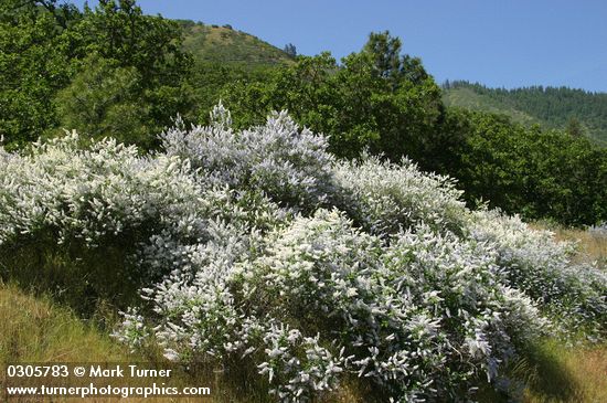 Ceanothus integerrimus